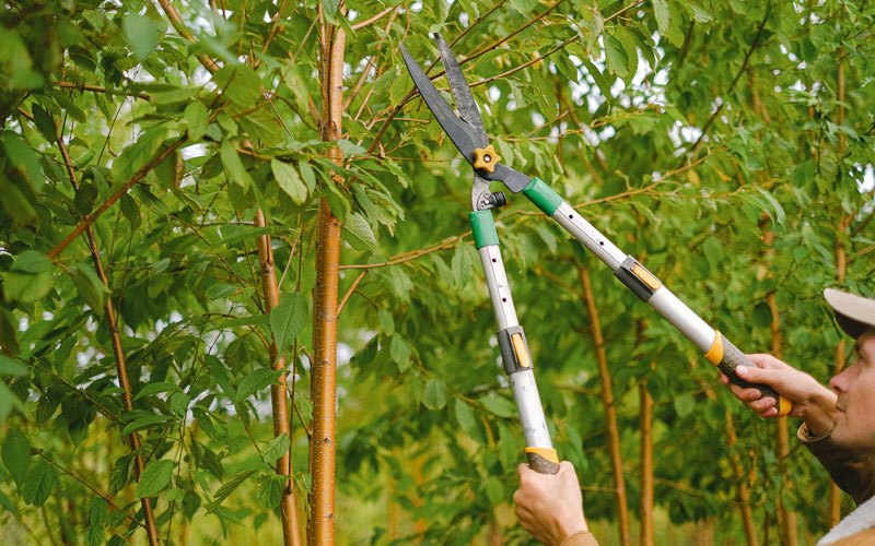 Tree trimming in Akron, IA